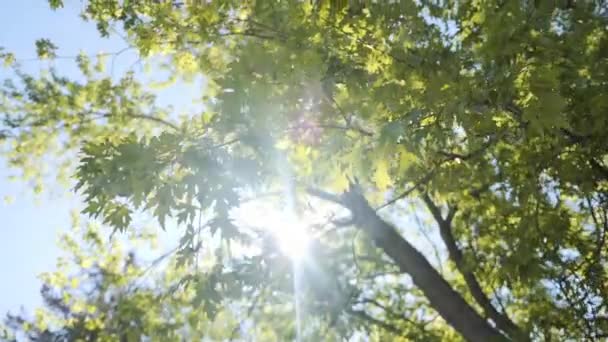 Яркое Солнце Сияющее Сквозь Яркое Зеленое Дерево — стоковое видео