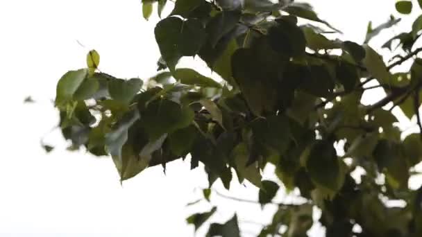 Сильний Вітер Дме Купою Листя Дереві — стокове відео