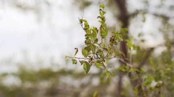 Withered Plant Blowing Strong Breeze — Vídeo de Stock