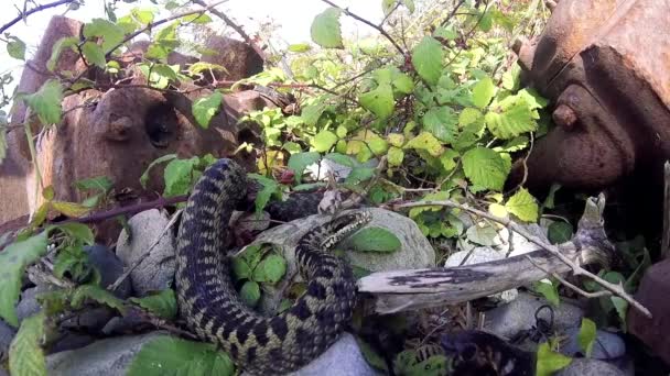 Adder Snake Wales Vipera Berus — Video Stock