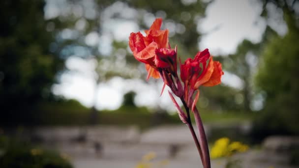 Vibrant Red Flower Vast Garden — Vídeo de Stock