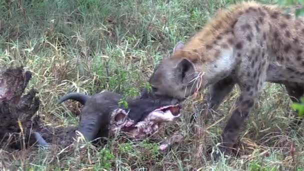 Spotted Hyena Feeding Viciously African Buffalo Carcass — Video Stock