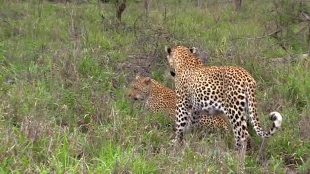 Leopards Mating Wilderness Greater Kruger — Stock Video