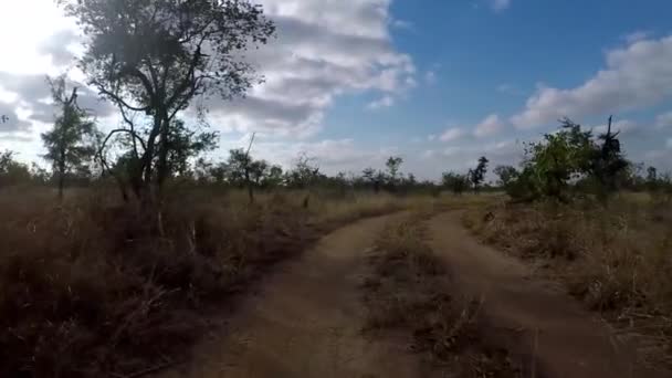 Driving Small Trail Greater Kruger National Park Wild Wilderness Woods — Wideo stockowe