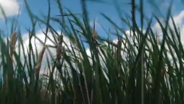 Tall Swamp Grass Blowing Wind — Video Stock