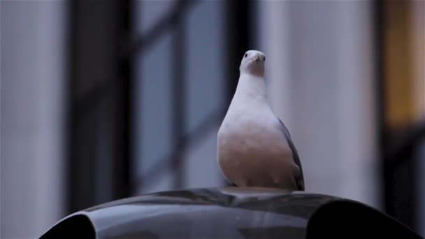 Seagull Flying Ledge Slow Motion — 图库视频影像