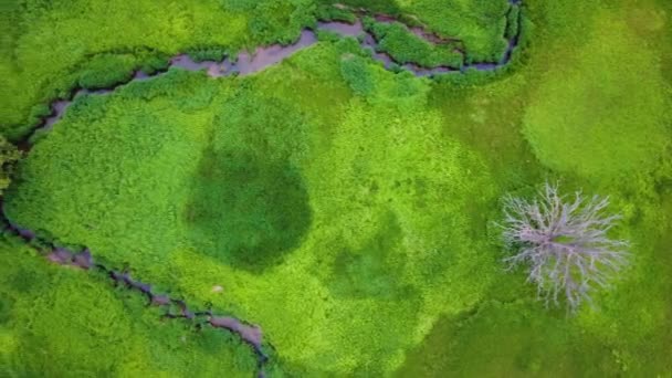 Drone Flying Large Marshy Swampland — Stockvideo