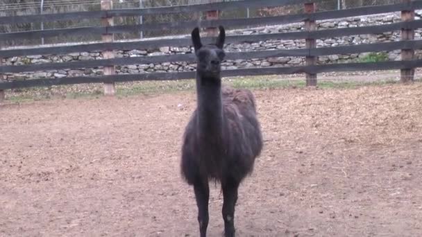 Domesticated Llama Standing Fenced Pasture Looking Camera — Stok video