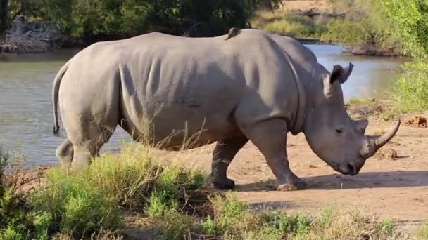 Majestic Southern White Rhino Greater Kruger National Park — Wideo stockowe