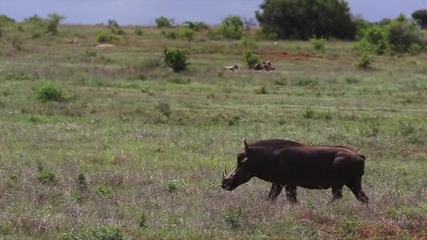 Warthog Τρέχει Μέσα Από Την Ανοιχτή Αφρικανική Πεδιάδα — Αρχείο Βίντεο