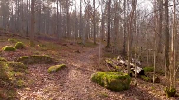Dji Drone Φέρουν Ομαλή Και Σταθερή Ένα Δάσος — Αρχείο Βίντεο