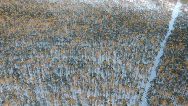 Drone Shot Του Δάσους Στο Βάλτο Στην Εσθονία Μικρά Πεύκα — Αρχείο Βίντεο