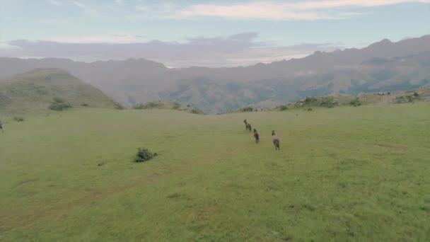 Drone Footage Three Wild Horses Running Top Mountain Beautiful Landscape — Stock Video