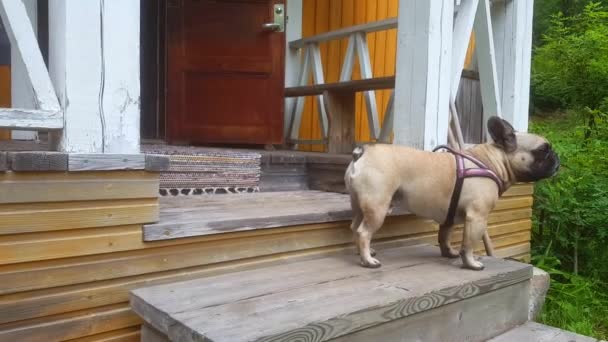 Small Dog Protects Own House Walks Barks — Stok video
