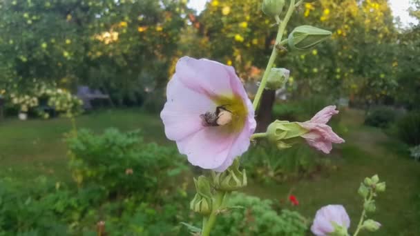 Closeup Bee Polunation Pink Flowers — 图库视频影像