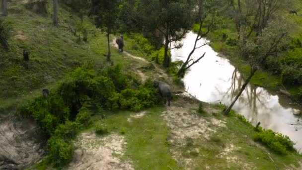 Воздушный Снимок Семьи Слонов Собравшихся Вместе Камера Поднимается Увидеть Джунгли — стоковое видео