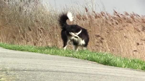 Dog Taking Pee Very Windy Day Black White Border Collie — Stok video