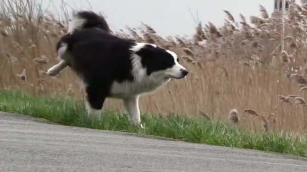 Dog Peeing Very Windy Day Small Church Background Black White — Video