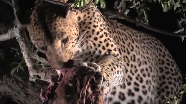 Дикий Леопард Питается Своей Добычей Ночью Национальный Парк Большого Крюгера — стоковое видео