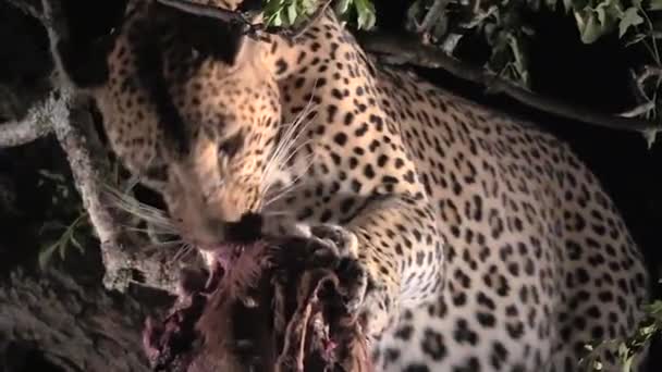 Wild Male Leopard Feeding His Prey Night Greater Kruger National — Vídeo de Stock