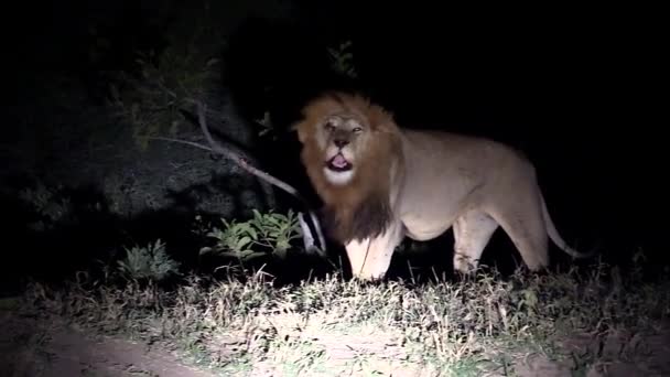 Dominant Male Lion Roaring Night Greater Kruger National Park — Stok video