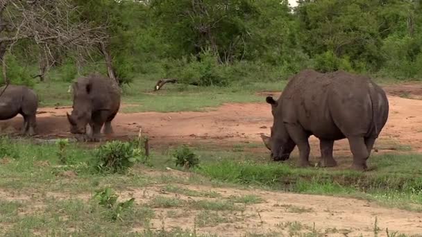 Big Male White Rhino Stands Close Female Her Calf Wilderness — Wideo stockowe