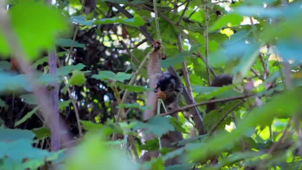 Slow Motion Bamboo Lemur Eating — Video Stock