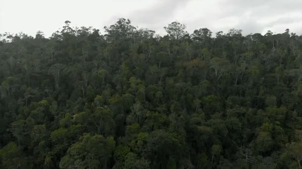 Aerial Flying Rainforest Madagascar — 비디오