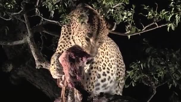 Wild Leopard Feeding Tree Night — Stockvideo