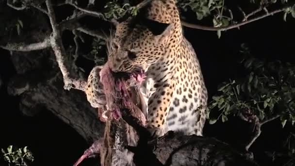 Leopard Feeding Tree Night Wild — Stock video