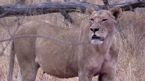 Lioness Contact Calls Searches Her Lost Cubs Wilderness Kruger — Vídeos de Stock