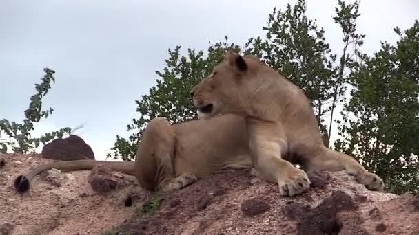 Lioness Laying Hill Keeping Lookout African Savannah — Stockvideo