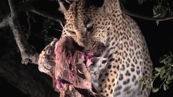 Leopard Feeding Tree Night Wilderness Kruger National Park — Stock video