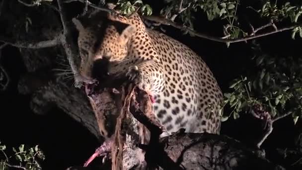 Wild Leopard Feeds Its Prey Night — Vídeos de Stock