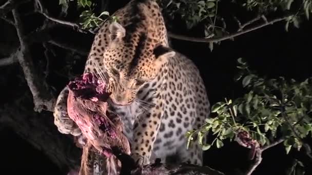 Λεοπάρδαλη Τρέφεται Νύχτα Στη Φύση — Αρχείο Βίντεο