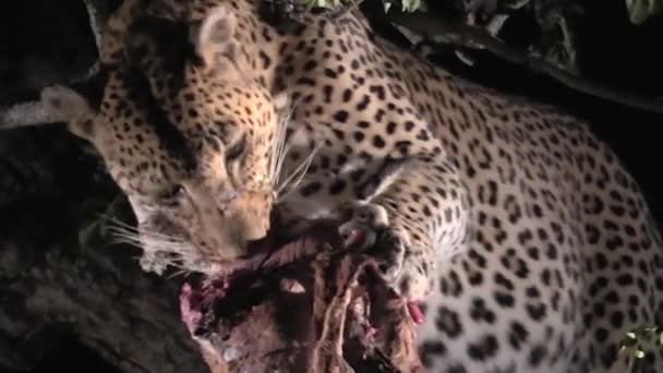 Μεγάλη Αρσενική Λεοπάρδαλη Τρέφεται Σκοτώσει Στο Δέντρο Νύχτα — Αρχείο Βίντεο