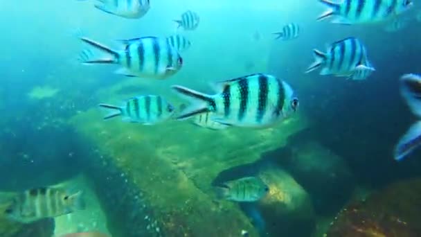 Beautiful Bright Blue Fish Filmed Underwater Swimming Clear Water — Vídeo de Stock