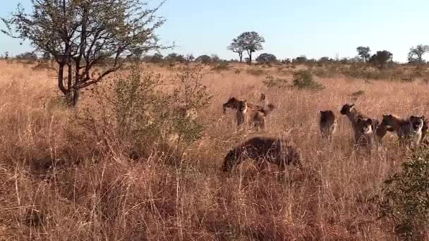 Lionesses Defending Kill Hungry Clan Hyenas — Stockvideo