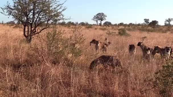 Lionesses Defending Kill Hungry Clan Hyenas — Stock Video