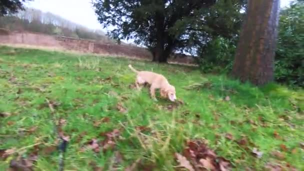 Puppy Running Grass Rain Slow Motion 60Fps Yorkshire England — ストック動画