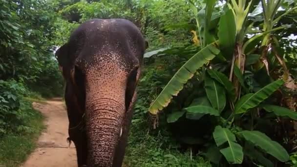 Asian Elephant Flapping Its Ears Filmed Cinematic 120Fps Walking Backwards — Vídeo de Stock