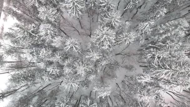 Top Aerial Rotating Snow Covered Pine Trees Cold Winter Forest — Stockvideo