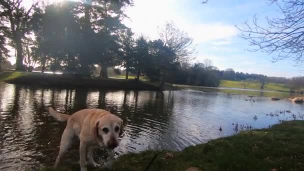 Cute Golden Labrador Getting Out Lake Stick Shaking Itself Dry — Stockvideo