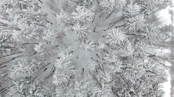 Top Aerial Snow Covered Pine Trees Cold Winter Forest — Stockvideo