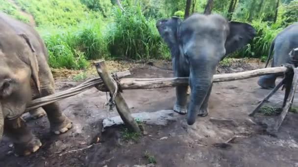Elephant Flapping Its Ears Happily Jungle Sanctuary Elephants — Vídeo de Stock
