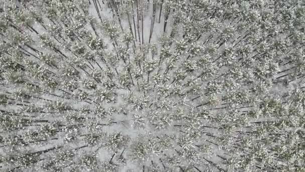 Pan Aerial Snow Covered Pine Trees Cold Winter Forest — Video