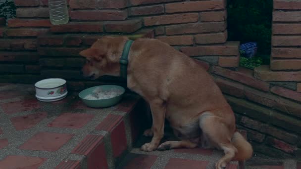 Brown Thai Dog Eating Out Bowl Rice Staircase Thailand — Vídeo de Stock