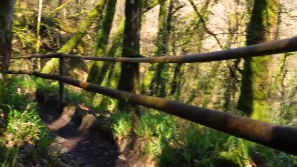 Slow Motion Back View Man Running Forest Hillside Full Shot — Stockvideo
