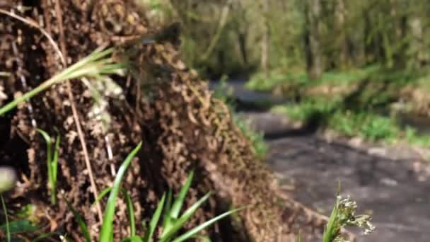 Back View Man Running Forest Path — Video