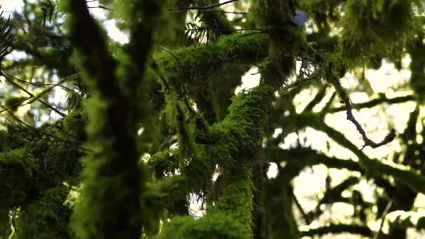 Close Mossy Branches English Forest — Video Stock